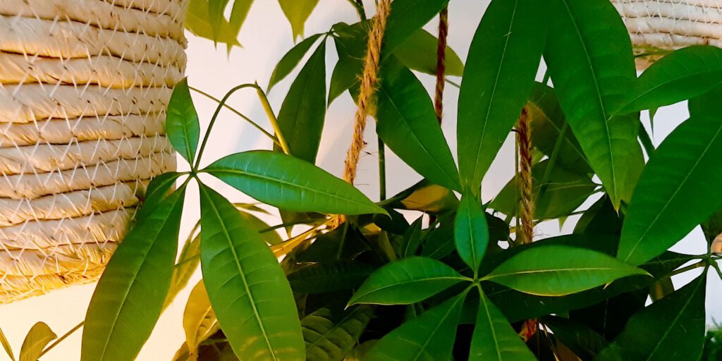 Geldboom in Feng Shui