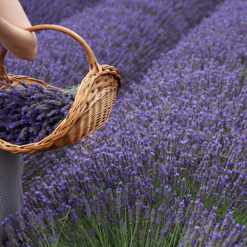 Kruidengeneeskunde Lavendel